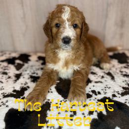 Cider - Red  male Goldendoodle puppy in Houston, Texas from Golden Life Doodles