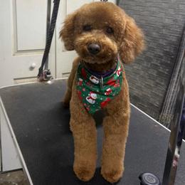 Remi - Poodle