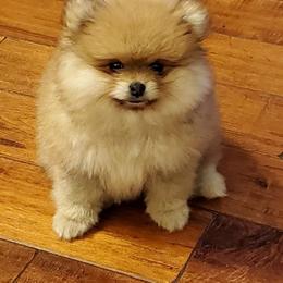 Pomeranian Puppies from Donna's Pomeranians