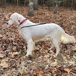 Cooper - Llewellin Setter