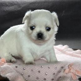 Girl1 - White female Chihuahua puppy in Alaska from Snowy Mountains Chihuahua