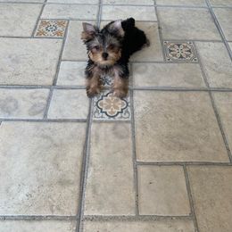 Biewer Terrier and Yorkshire Terrier Puppies from Niczarbiewers