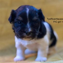 Girl 1 - Black and white female Havanese puppy in Lovingston, Virginia from Tye River Havanese