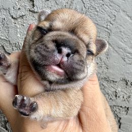 Polly - Fawn female French Bulldog puppy in Queen Creek, Arizona from Painted Desert Frenchies