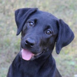 Labrador Retrievers from Mt Laurel Labs