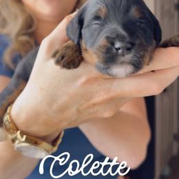 Collette - Phantom female Bernedoodle puppy in Grants Pass, Oregon from Royal Empire Bernedoodles