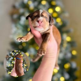 Tim (choc sable) - Sable male Bernedoodle puppy in Wamego, Kansas from Doodles of Oz