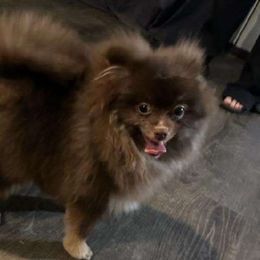 Crunch - Pomeranian