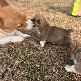 Pembroke Welsh Corgi Puppies from Hansen Corgis