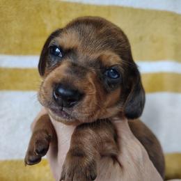 Boy 2 - Red male Dachshund puppy in Clayton, Indiana from Love Struck Miniature Dachshunds