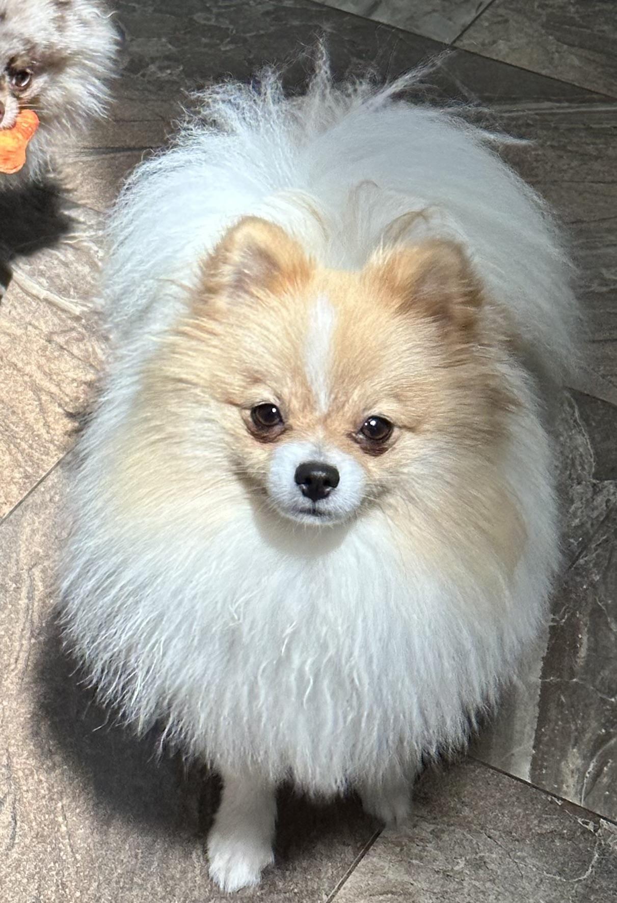 25 cute Pomeranian puppies for sale in Marysville, Washington