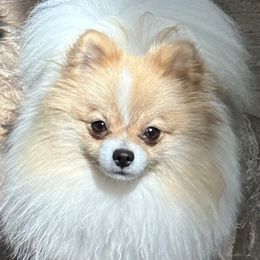 Merida - Pomeranian