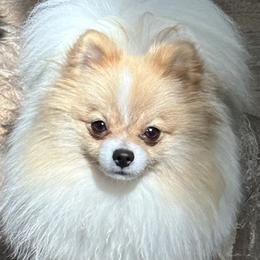 Merida - Pomeranian