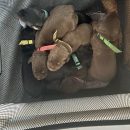 Doberman Pinscher puppies from New Horizons Kennels