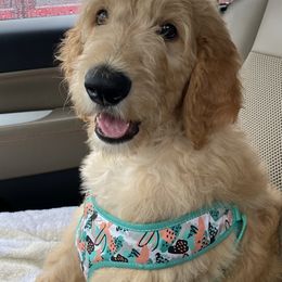 Goldendoodles from Lowe Lands Doodles