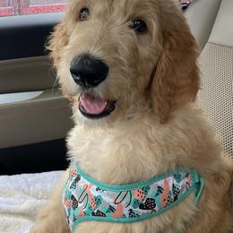 Goldendoodles from Lowe Lands Doodles