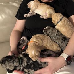 Bernedoodle, Bernese Mountain Dog, Cavalier King Charles Spaniel, Cavapoo, and Poodle Puppies from Ellas.Pups (Bernedoodles & Cavapoos)