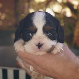 Odin - Tri-color male Cavalier King Charles Spaniel puppy in Lula, Georgia from Cavaliers by Crumley