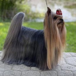 Yorkshire Terriers from Western Wishes Yorkies