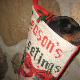 Doberman Pinscher Puppies from Laurel Vail