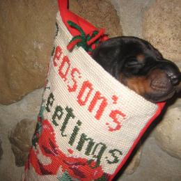 Doberman Pinscher Puppies from Laurel Vail