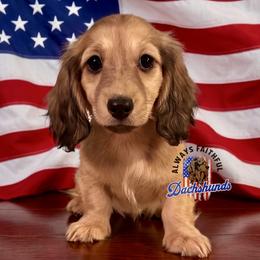 AFDs Millie - Cream female Dachshund puppy in Waverly, Ohio from Always Faithful Dachshunds