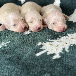 Honeydew - Cream female Dachshund puppy in Mc Donough, Georgia from Hot Diggity Doxies