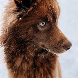 Khali - Red and white female Siberian Husky puppy in Solon Springs, Wisconsin from Snowfall Siberians