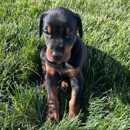 Kaiser - Black and rust male Doberman Pinscher puppy in Peru, Indiana from De luxe dobermans