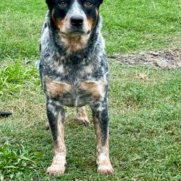 Australian Cattle Dog puppies from 4Surge Cattle Dogs