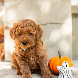 Rocky - Red  Goldendoodle puppy in Riverton, Utah from Utah Doodlebug