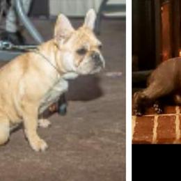 Nova - French Bulldog