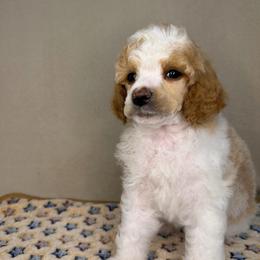 North - Parti male Poodle puppy in Stilwell, Oklahoma from LR&R Dog Co.
