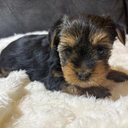 Bay leave - Black and tan female Yorkshire Terrier puppy in San Antonio, Texas from Sweet as dessert puppies