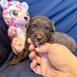 Kia - Red tri female Toy Australian Shepherd puppy in Medical Lake, Washington from MAS Gone Rogue