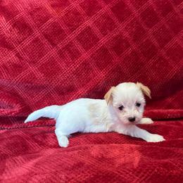 Lenny - Tri-color male Coton de Tulear puppy in Avery Creek, North Carolina from AVLCOTONLOVE