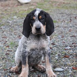 Bluetick Coonhounds, Chihuahuas, and Poodles from Dejah Bleu Kennels