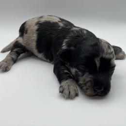 Justice - Blue merle male Aussiedoodle puppy in Knoxville, Tennessee from Legacy Farm