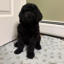 Pumba - Black male Poodle puppy in Troy, New Hampshire from SP Standard Poodles