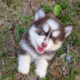 Poppy - 2500 - Red and white female Pomsky puppy in Spring Hill, Florida from www.PuppyTimeEmporium.com