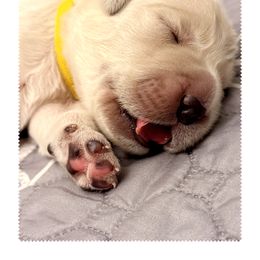 Golden Retriever Puppies from Novas Golden Puppies