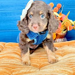 George- Non-Furnished - Chocolate male Australian Labradoodle puppy in Taylor, Michigan from Mi Best Doodle Ever, LLC