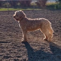 Elsie - Australian Labradoodle