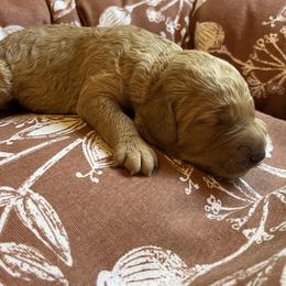 Pumpkin (orange collar) - Apricot female Goldendoodle puppy in Mint Hill, North Carolina from Freshly Minted Goldendoodles