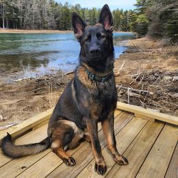 Lex - German Shepherd