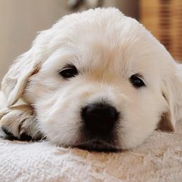 Golden Retriever Puppies from Indy's God Given Goldens