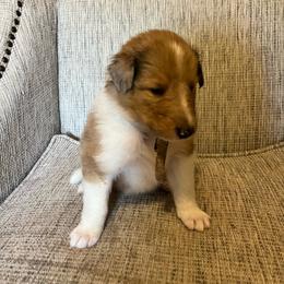Sparkle - Sable merle female Collie puppy in Waterville, Iowa from Lisa’s Lassies