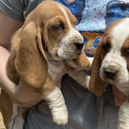 Basset Hound Puppies from Blessed Bassets