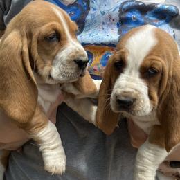 Basset Hound Puppies from Blessed Bassets
