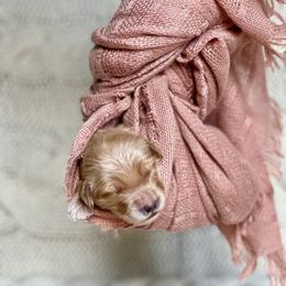 Girl 1 - Goldendoodle puppy in Santa Barbara, California from K+C Doodles